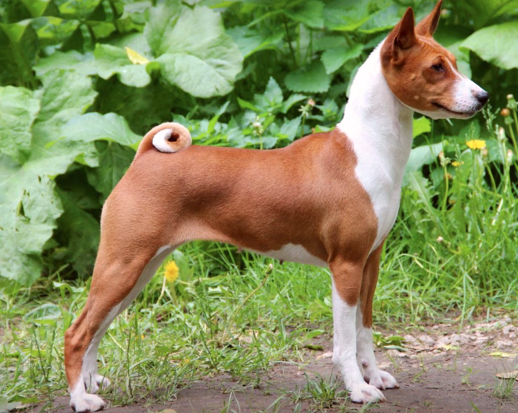 basendzhi какие породы собак лучше всего переносят одиночество