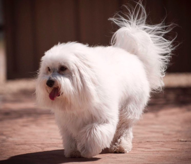 koton de tulear какие породы собак лучше всего переносят одиночество