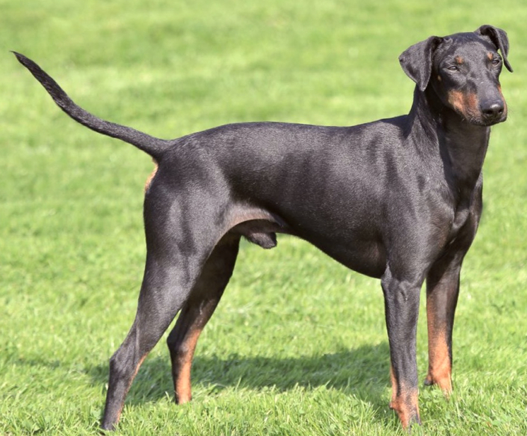 manchester teryer какие породы собак лучше всего переносят одиночество