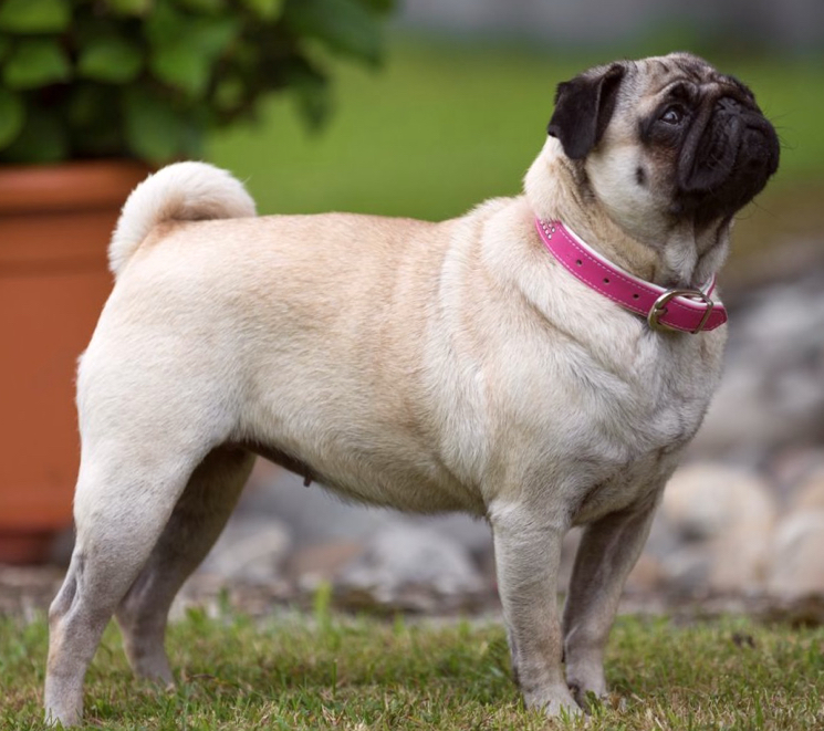 mops какие породы собак лучше всего переносят одиночество