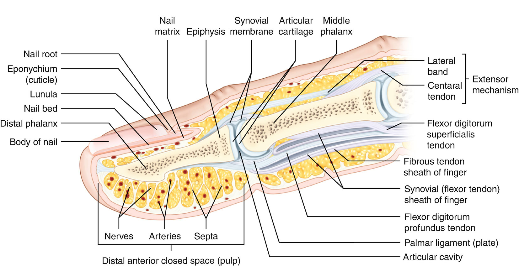 Anatomy of a Fingernail Diagram, nail groove