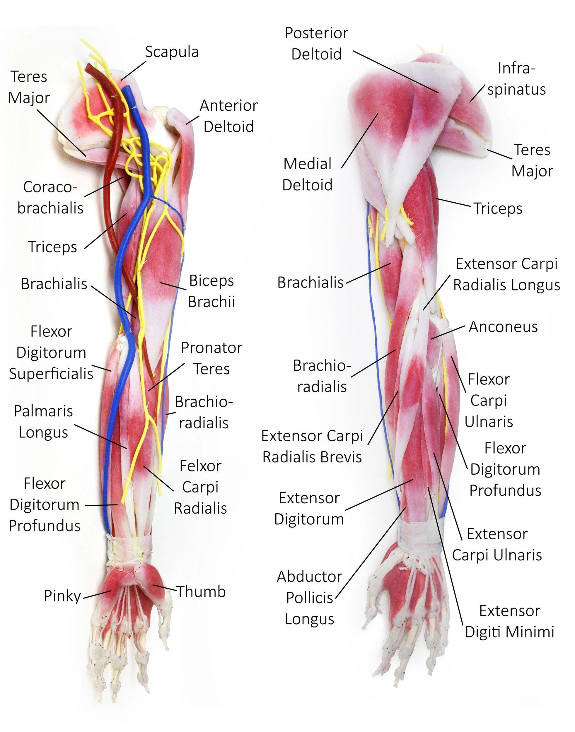 Upper Arm Muscles Diagram New Anatomy Content: Fascia, Fascial