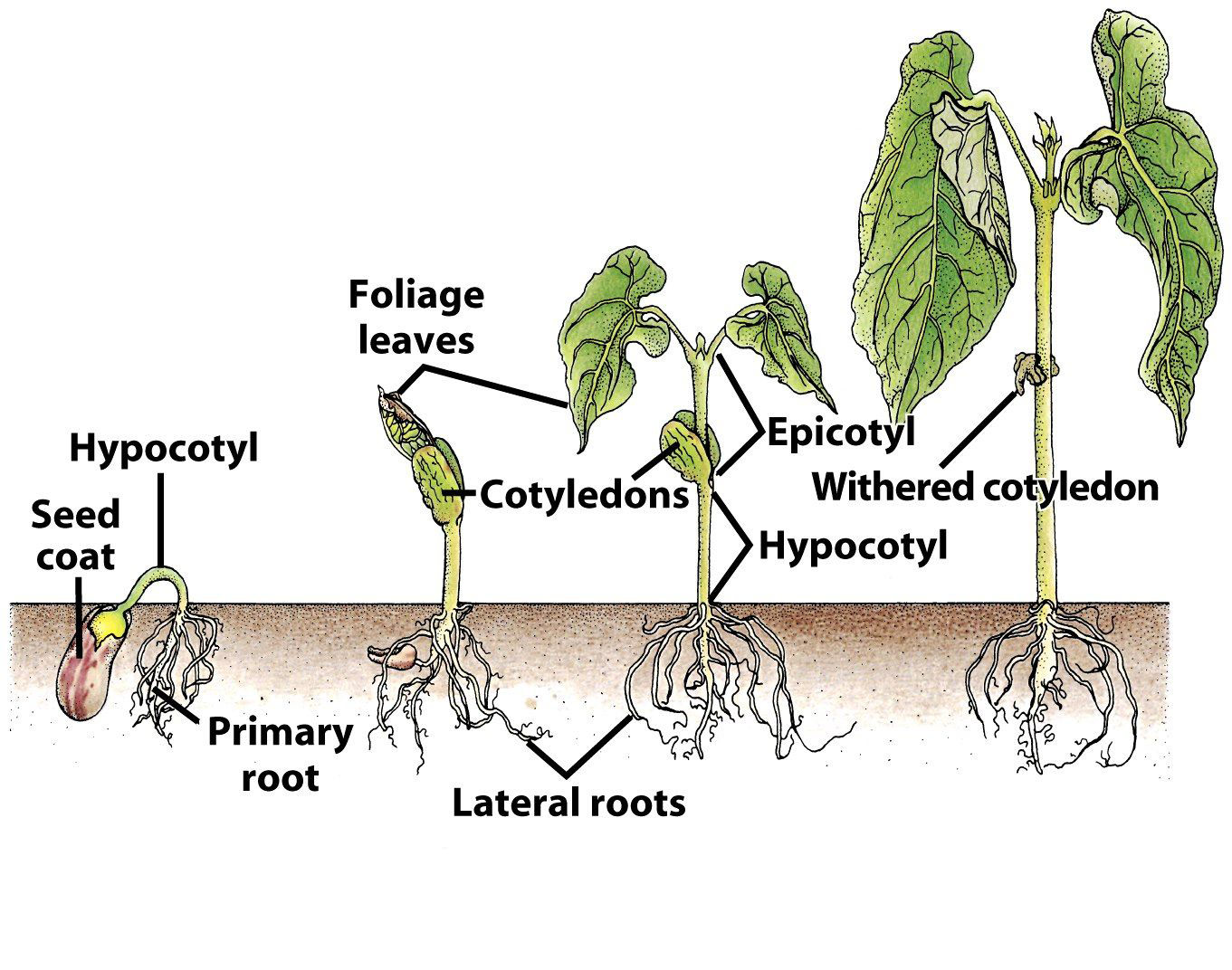 Soybean Plant Diagram