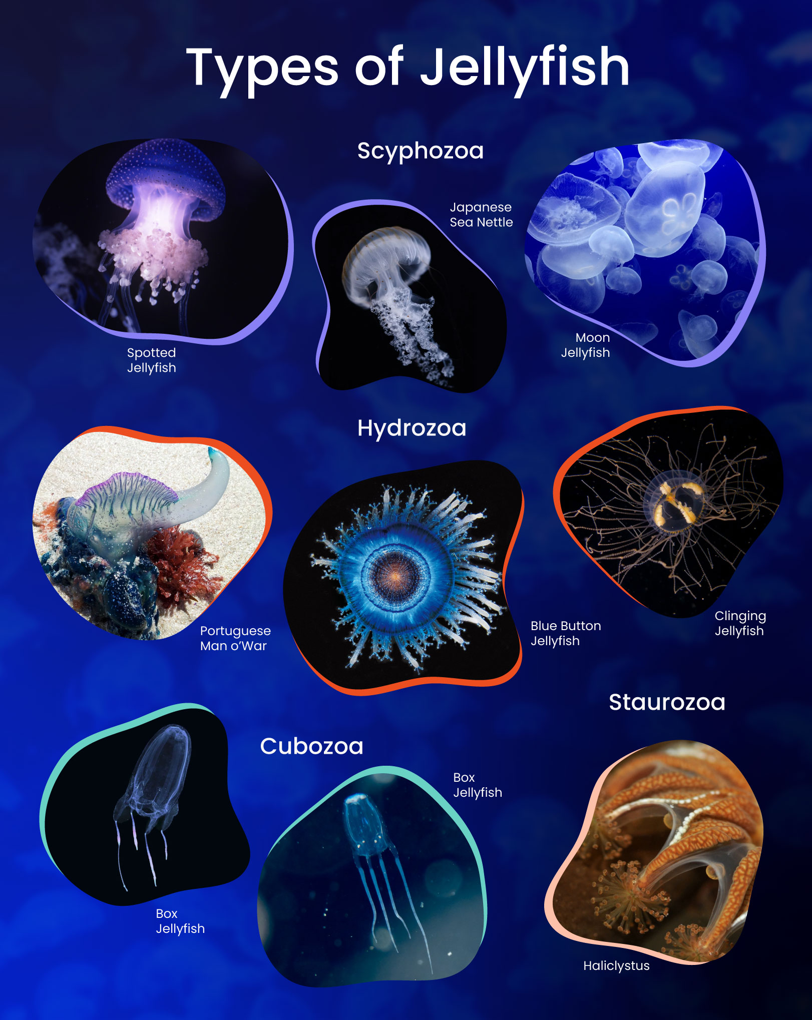 Fascinating Facts About Jellyfish