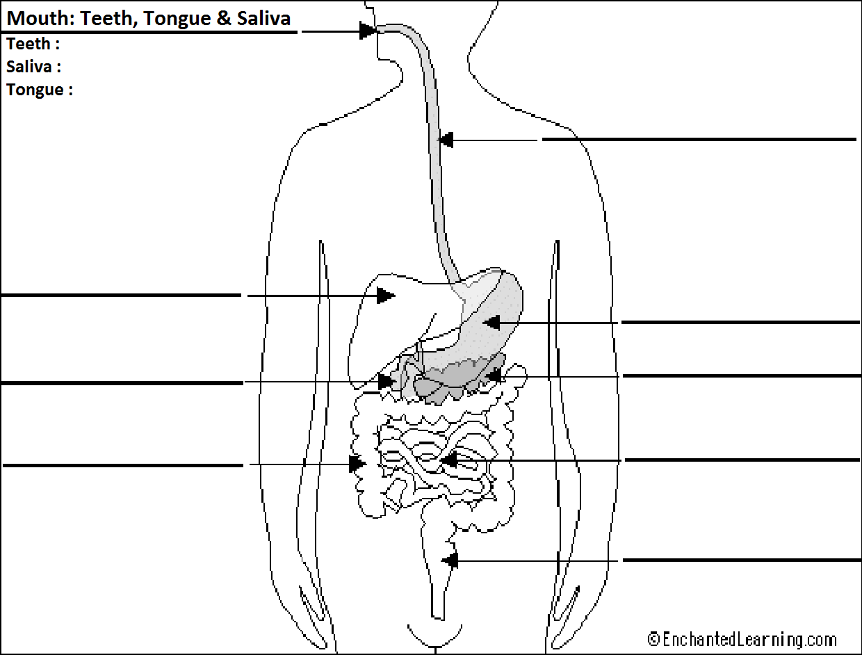 Lesson 1 Teacher Lecture The Digestive System