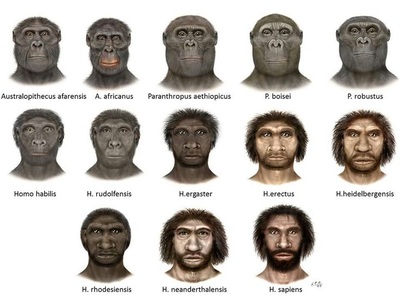 Human Evolution Evolution