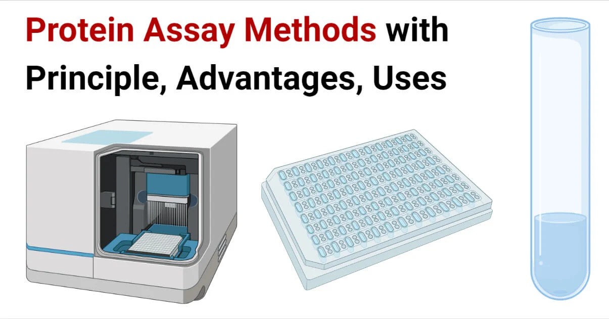 Protein Assay Methods with Principle, Advantages, Uses