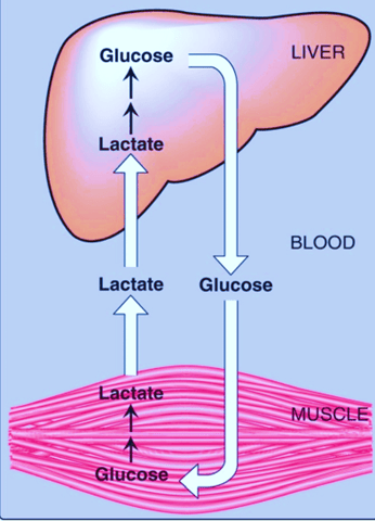 Cori Cycle: Definition, Process, Significance, Limitations