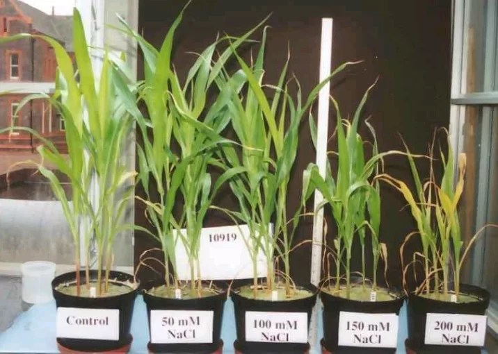 Some things you should know about sodium in hydroponics Science in