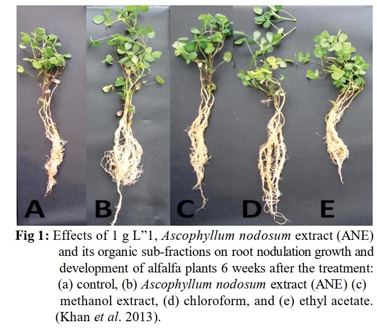 The effect of Seaweed/Kelp extracts in plants Science in Hydroponics