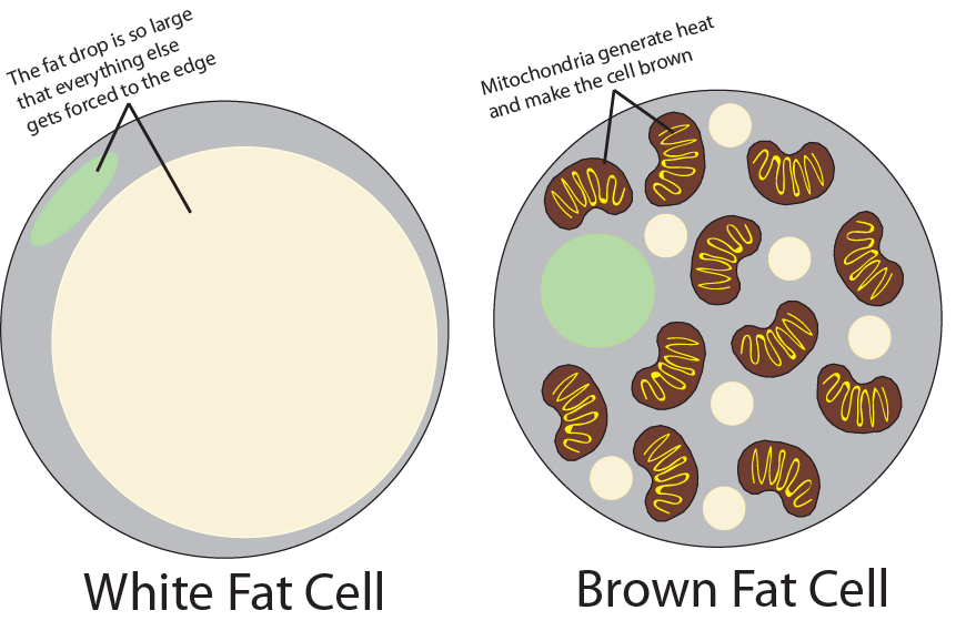 Mitochondria | Ease Into Science