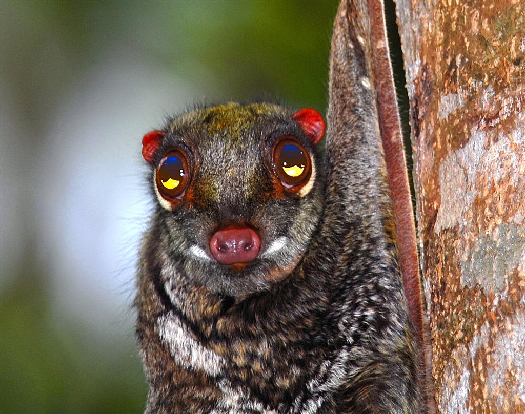 Le colugo un mammifère qui vole… ou presque ScienceJunior.fr