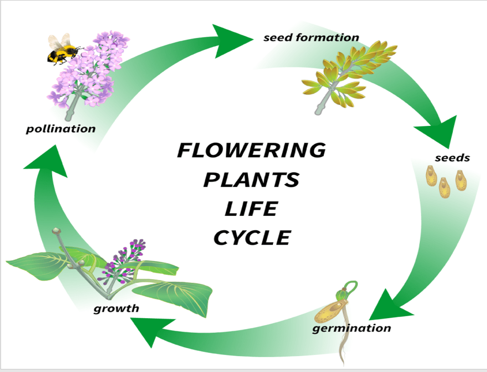 Life Cycle of Flowering Plants Ms. Grace Science Lessons