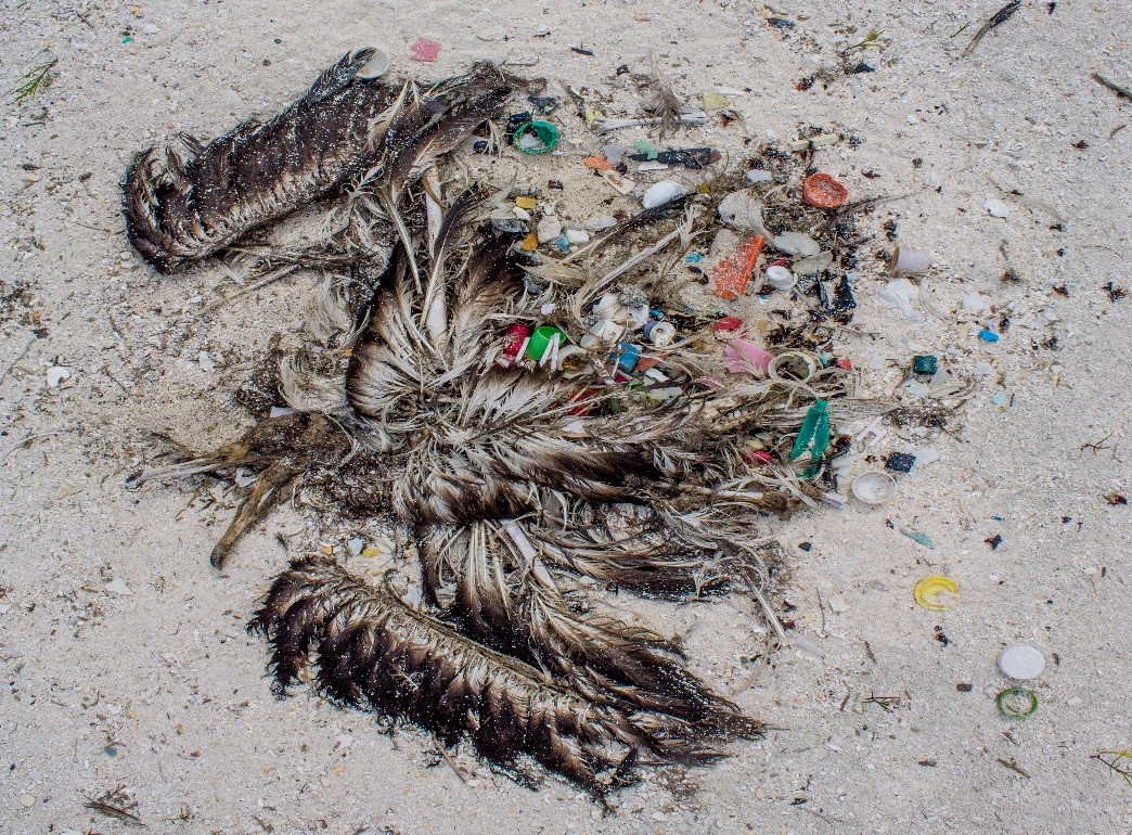 For Midway Atoll’s birds, plastic is the main dish Scienceline