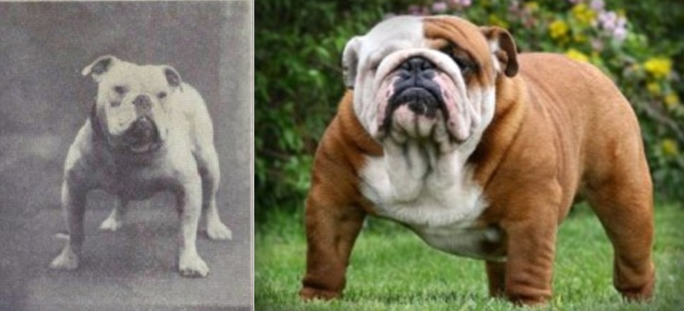 The (de)evolution of the bulldog Scienceline