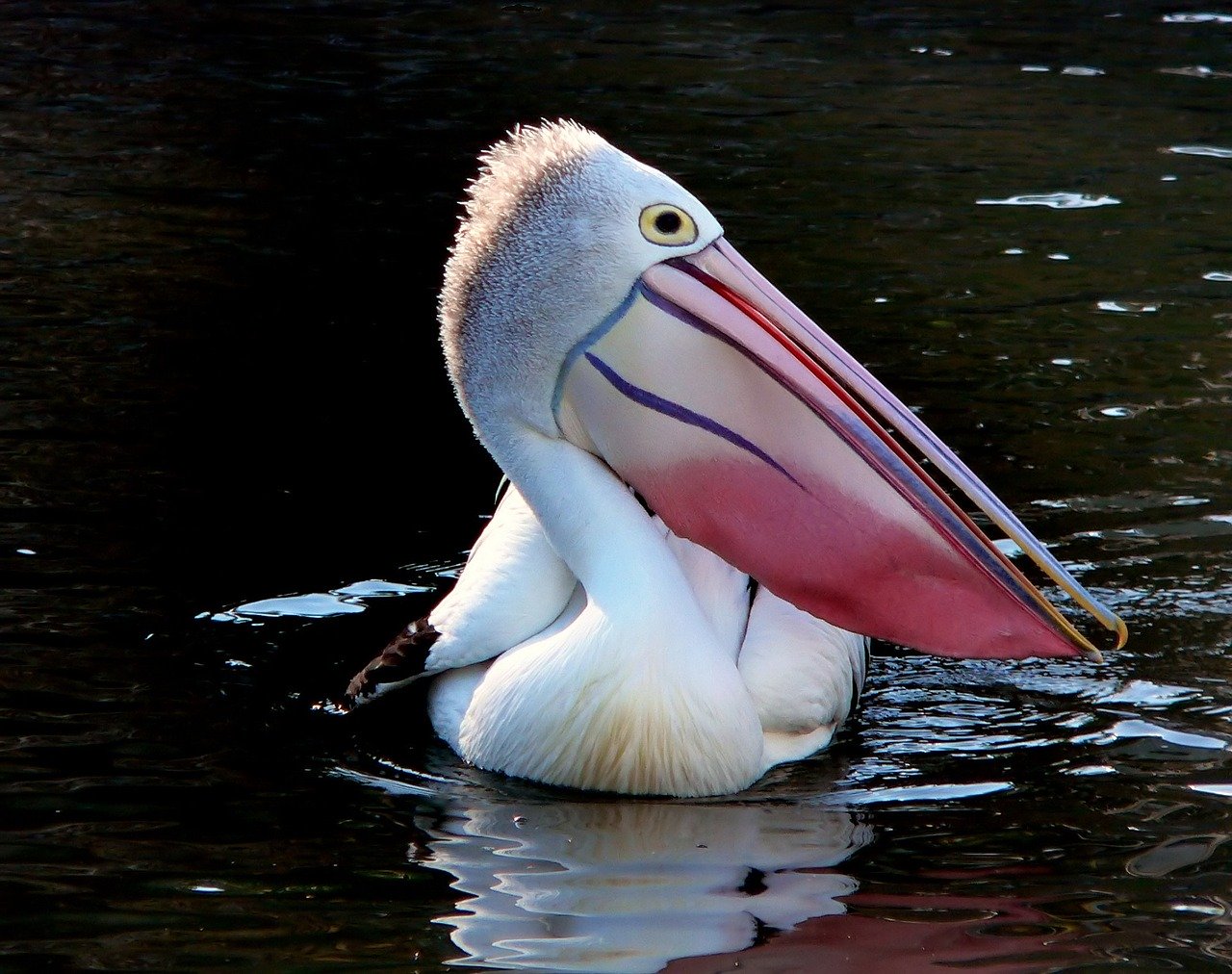 Birds Beaks & Adaptations