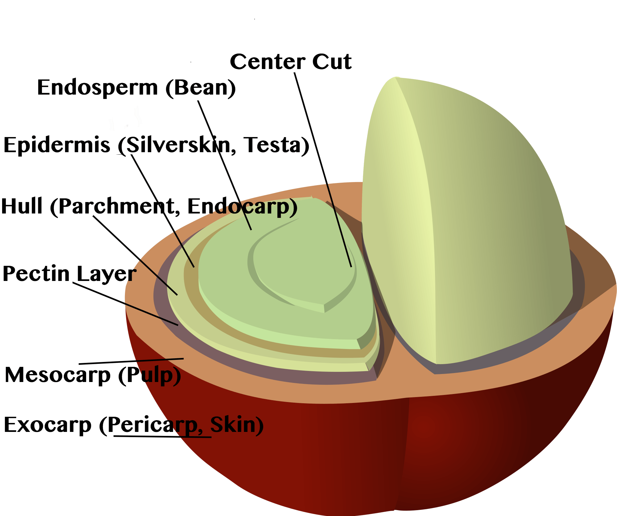 Coffee Flavors Science Meets Food