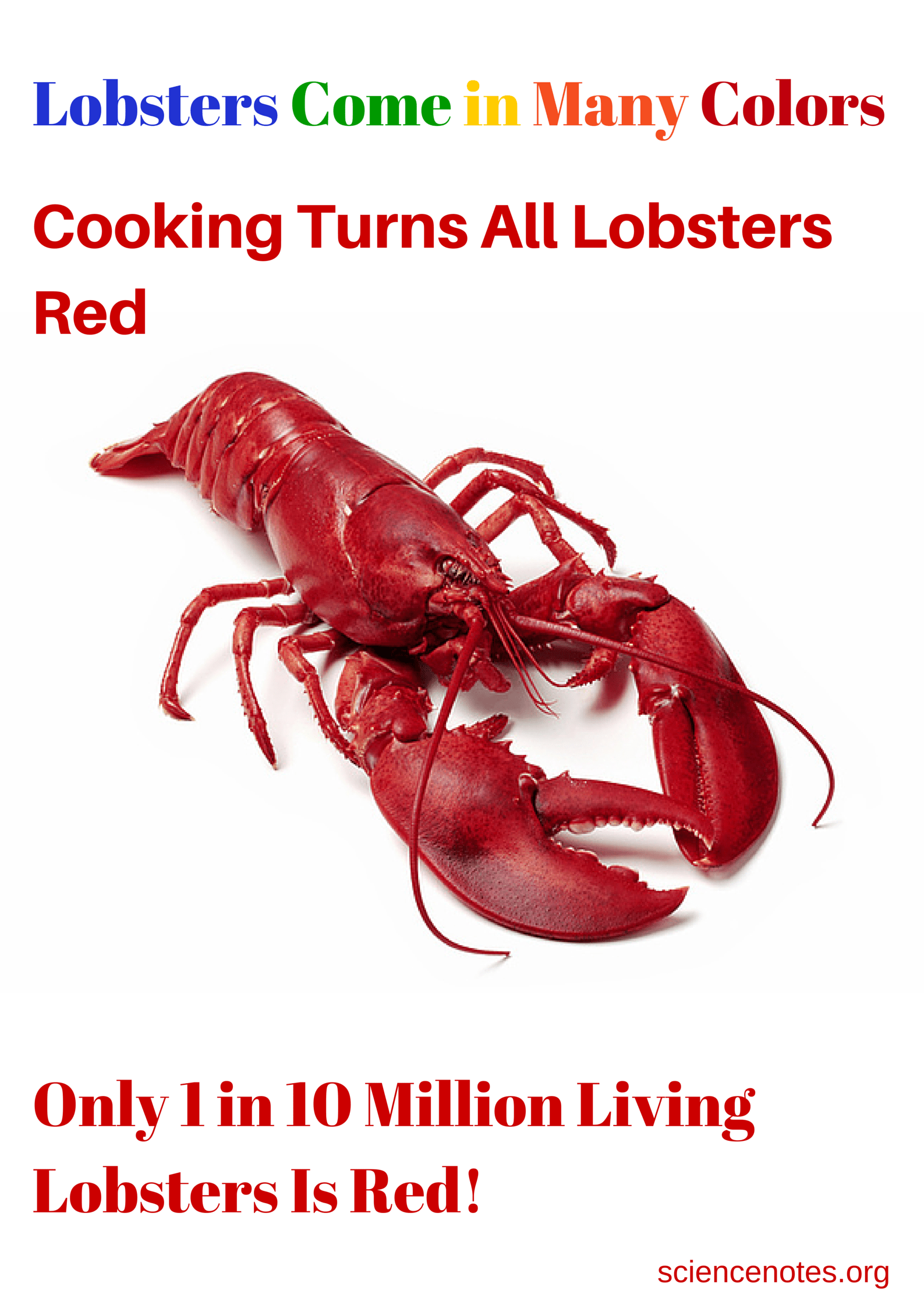Red Lobsters Are Rare Science Notes and Projects