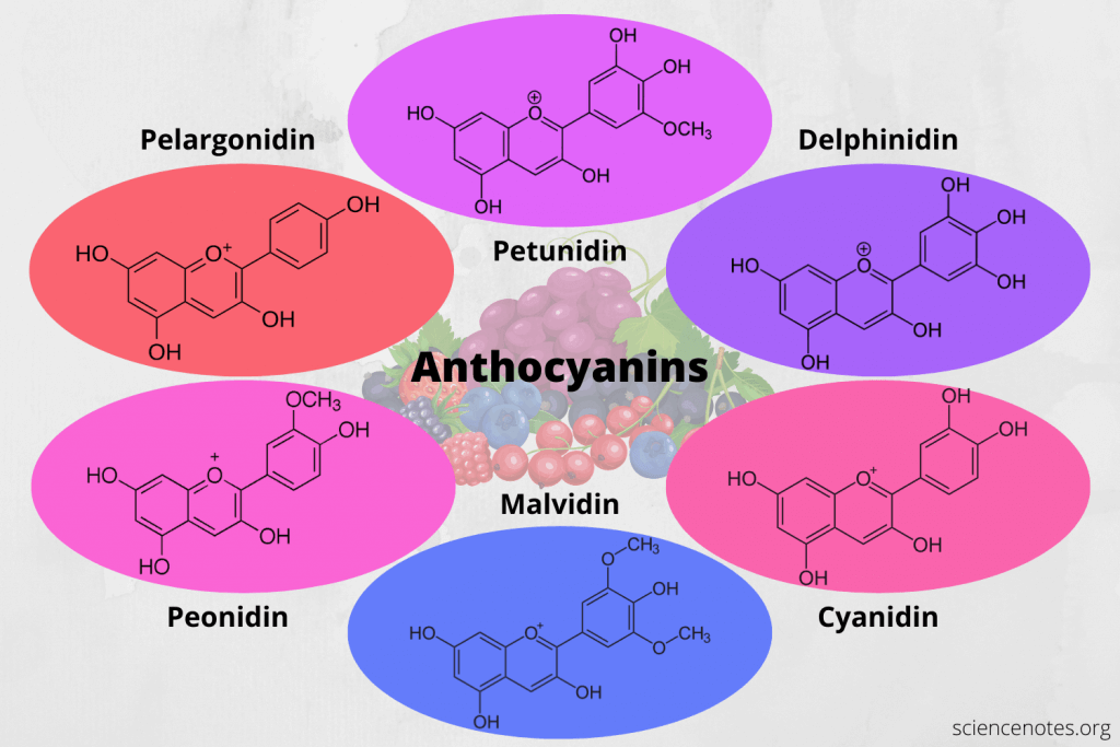 Anthocyanins Definition, Benefits, Sources