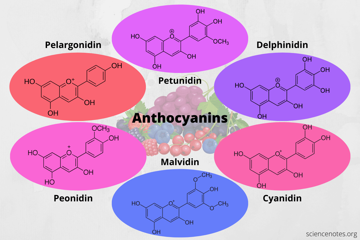 Anthocyanins Definition, Benefits, Sources