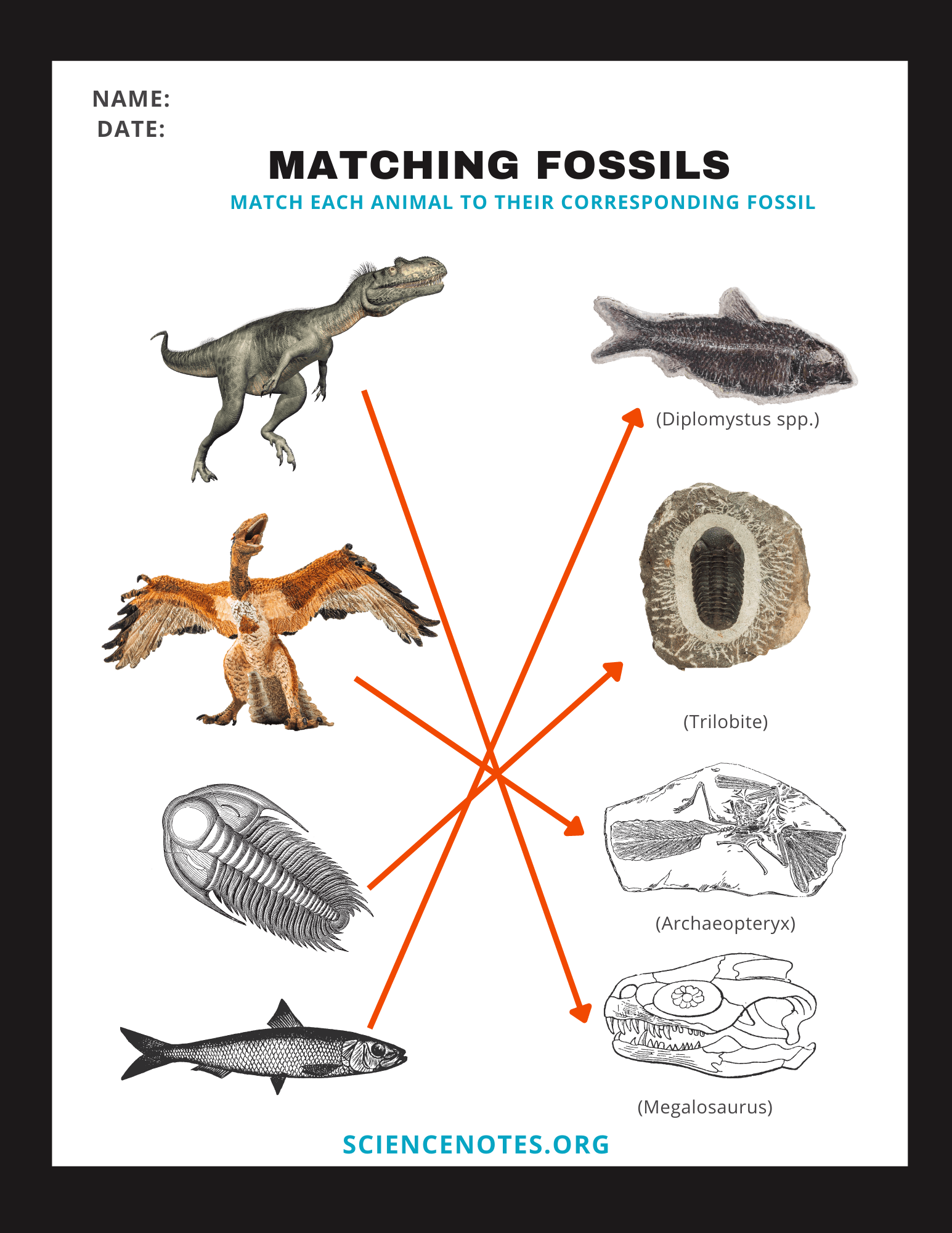 Fossils Worksheets