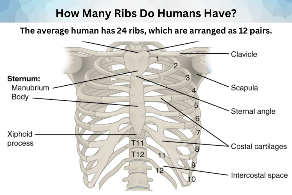 How Many Ribs Do Humans Have?