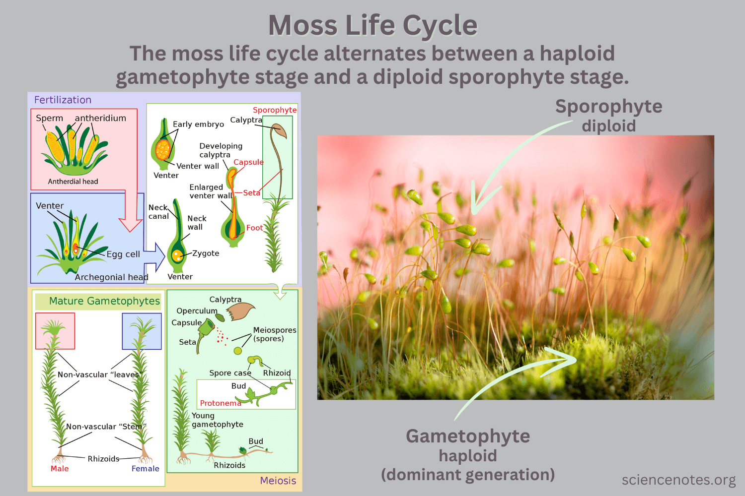 Moss Life Cycle - Diagram and Reproduction
