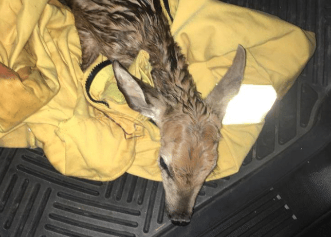 Faon Nuage Ciel D Azur