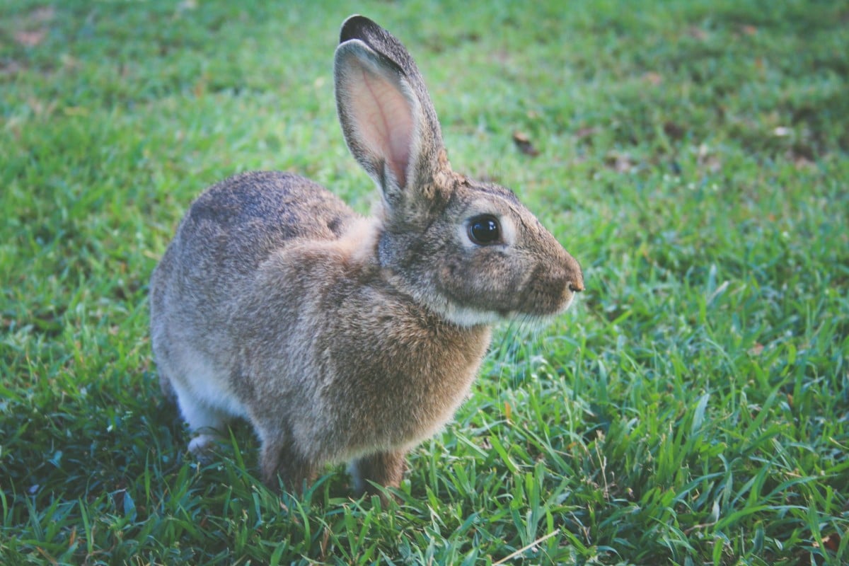 Quelles sont les différences entre le lièvre et le lapin
