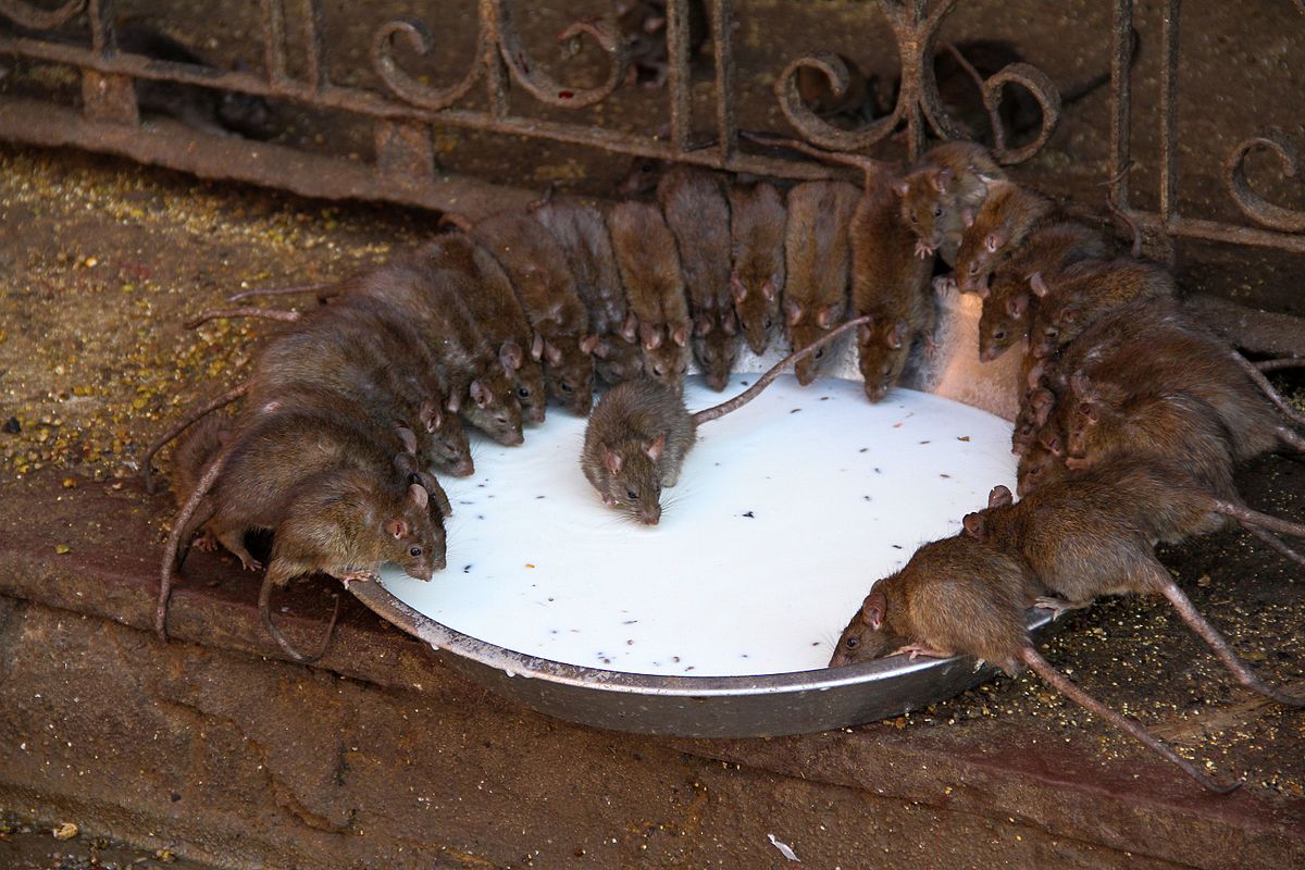 Il y a un demisiècle, une théorie sur les rats prédisait l