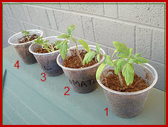 Science Fair Projects: Botany - VanCleave's Science Fun