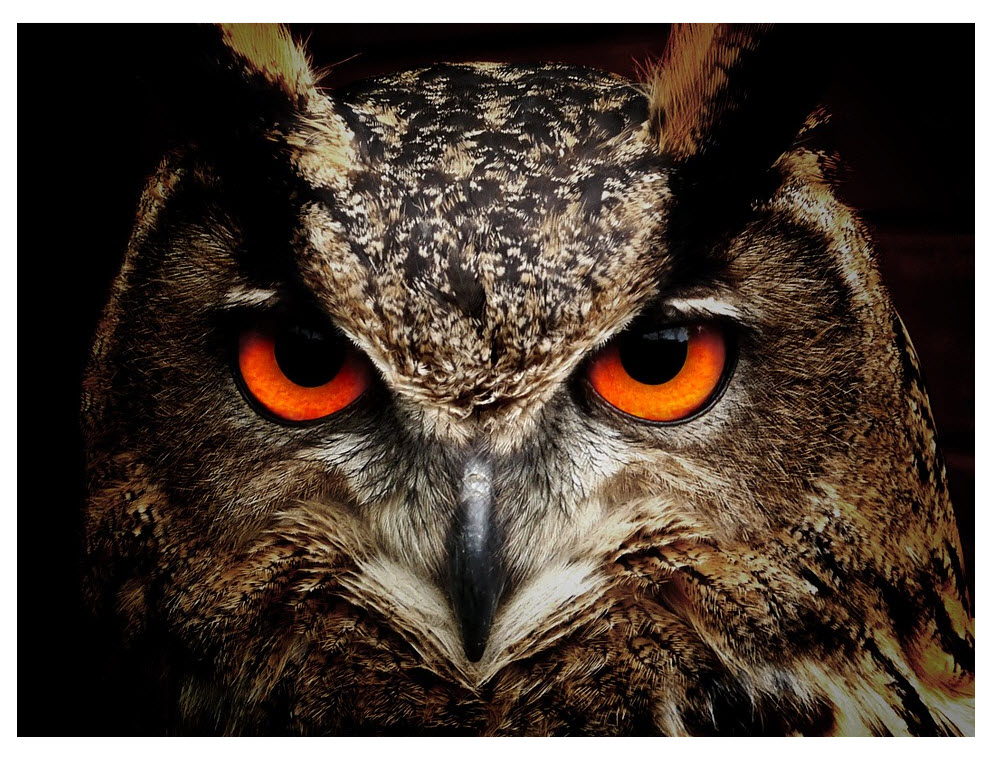 Top 176 + Animals that have night vision