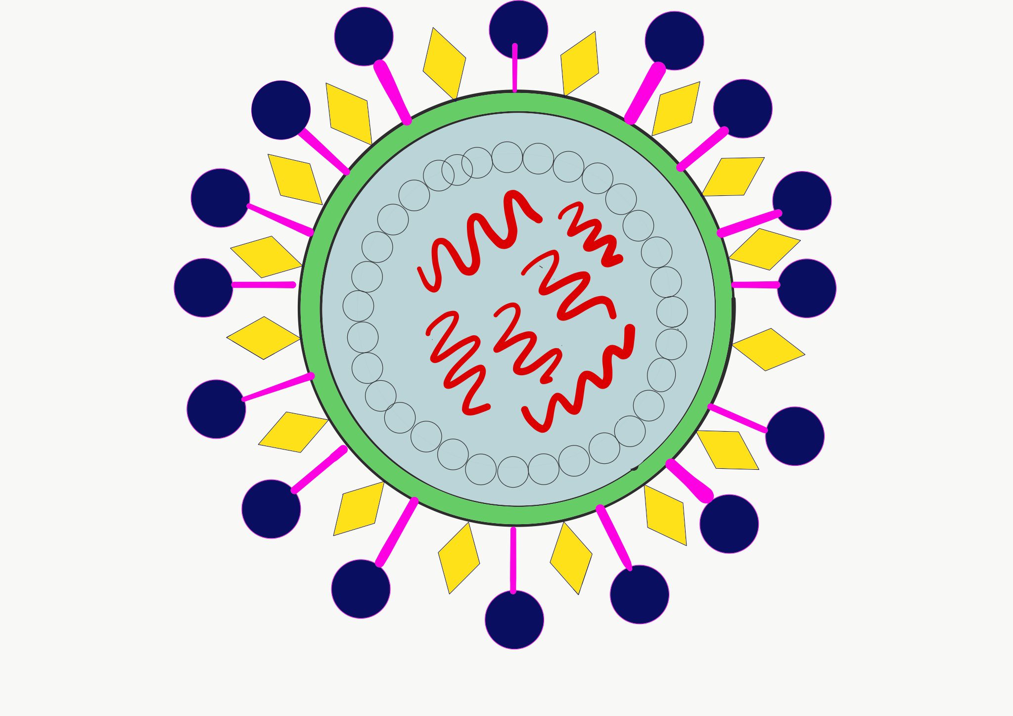 Virus difference animal, plant, & bacteriophage