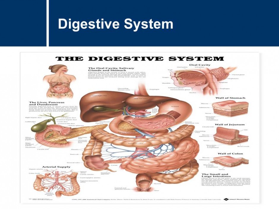 Digestive System MSTLTT