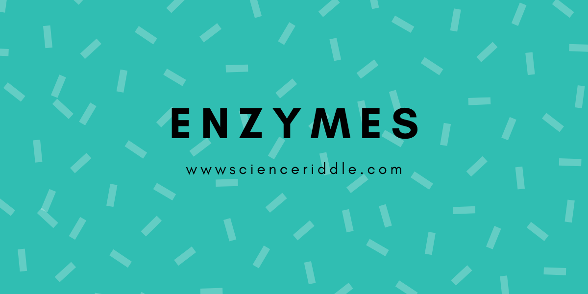 Enzymes How does it work? Science Riddle