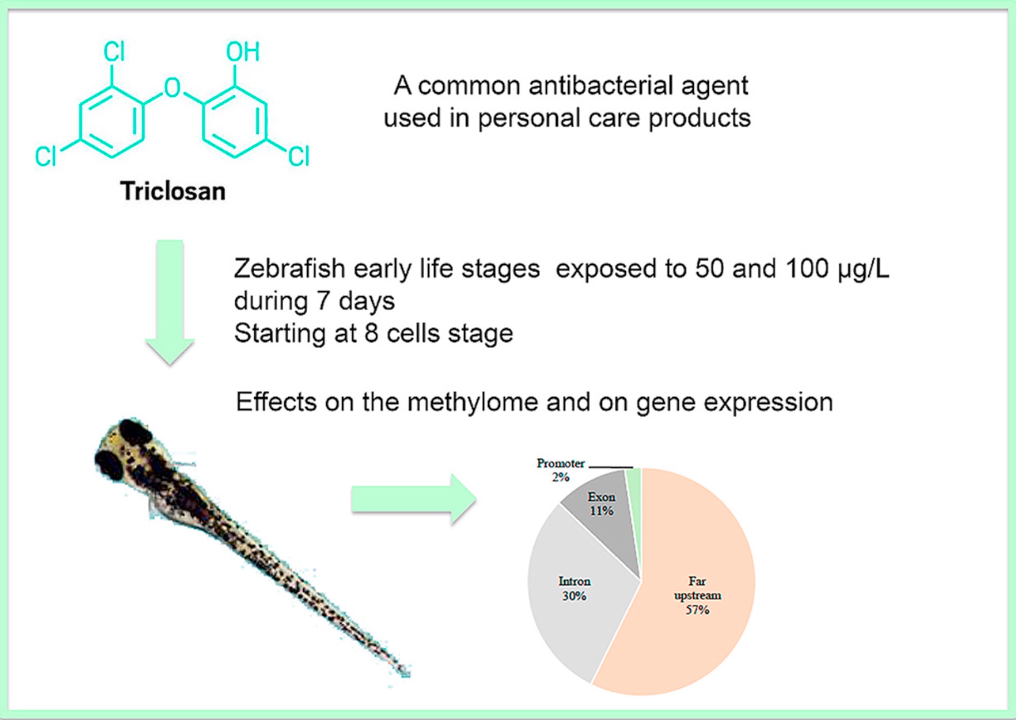 zebrafish Laboratory of Evolutionary and Adaptive Physiology LEAP