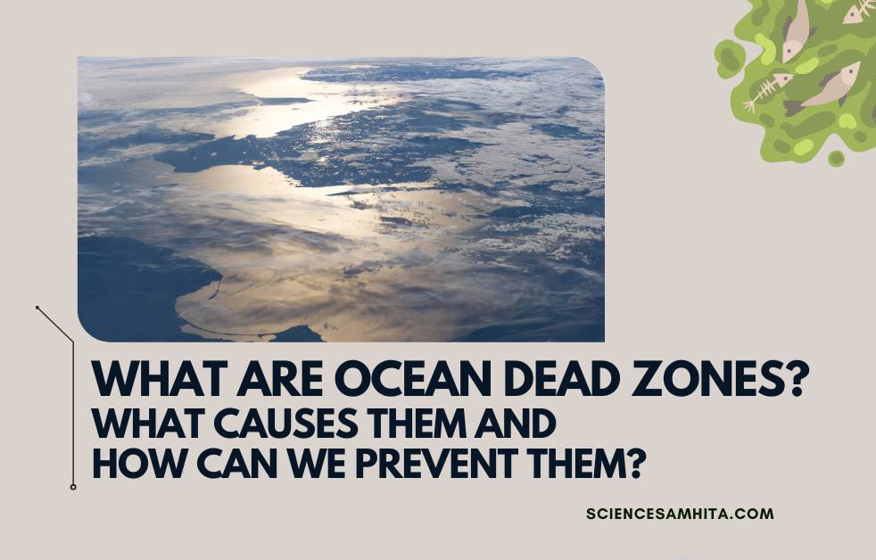 What are Ocean Dead Zones? What Causes Them and How Can We Prevent Them? Science Samhita