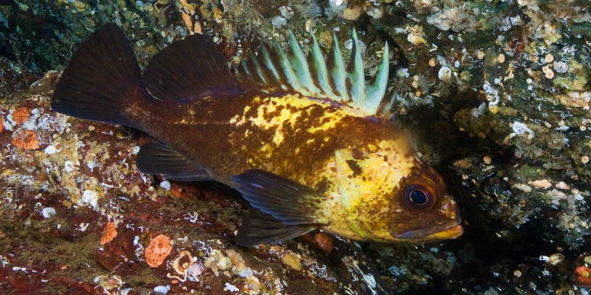 40 Animal Species that Outlive the Rest