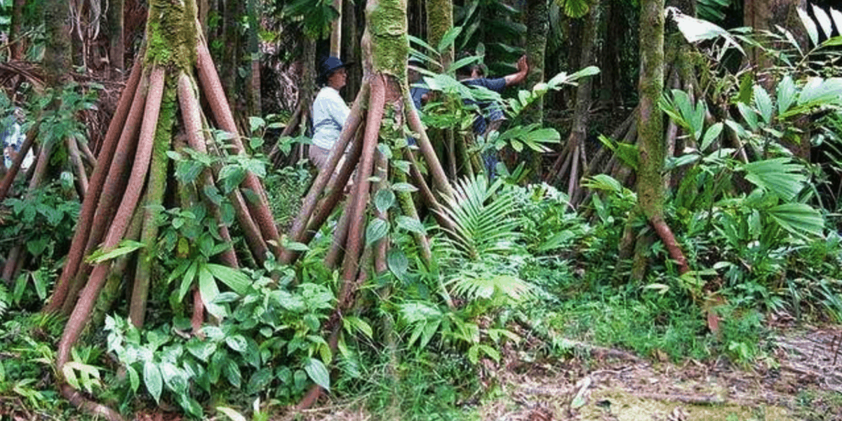 Hidden Secrets Of The Amazon Rainforest