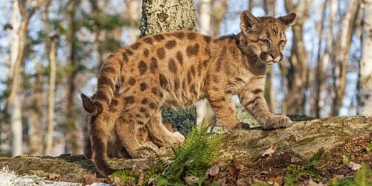 40 of the Most Impressive Predatory Cats in Nature