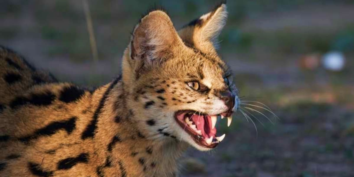 40 of the Most Impressive Predatory Cats in Nature