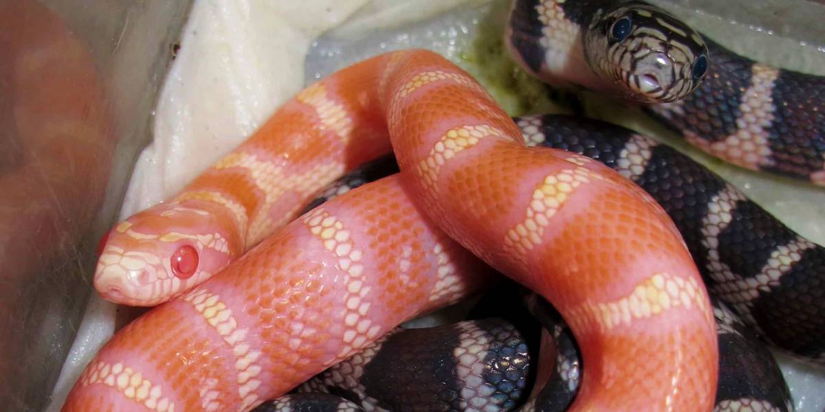 35 Hybrid Animal Species