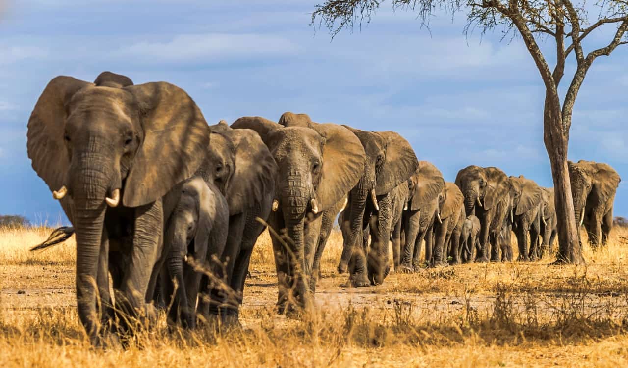 The Most Intelligent Animals On Earth Today