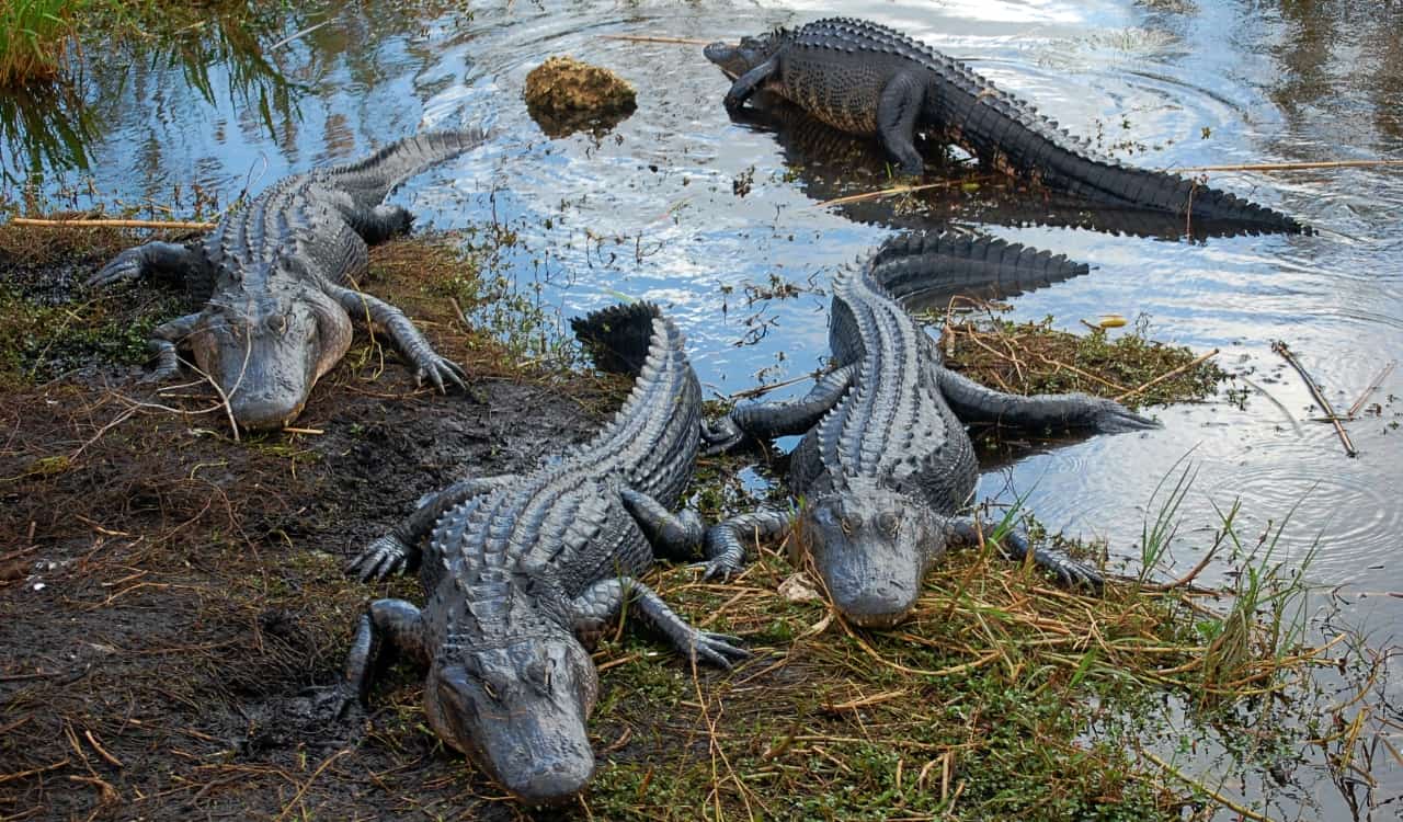 The Deadliest Animals In The United States Of America