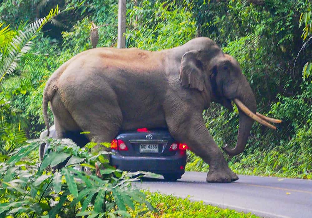 People Open Up About Their Nightmare Wildlife Safari Stories