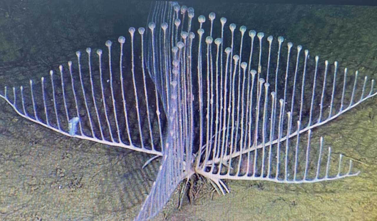 The Newest Animal Species Discovered in the Last Decade Page 2 Science Sensei