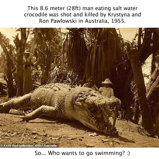 Why Saltwater Crocodiles Are The Scariest Reptile Alive Page 26