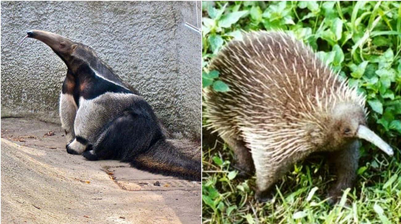 These Animal Species Don't Live Near Each Other But Are Eerily Similar
