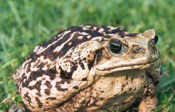 15 Examples of Evolution Happening in Real Time Page 6 Science Sensei