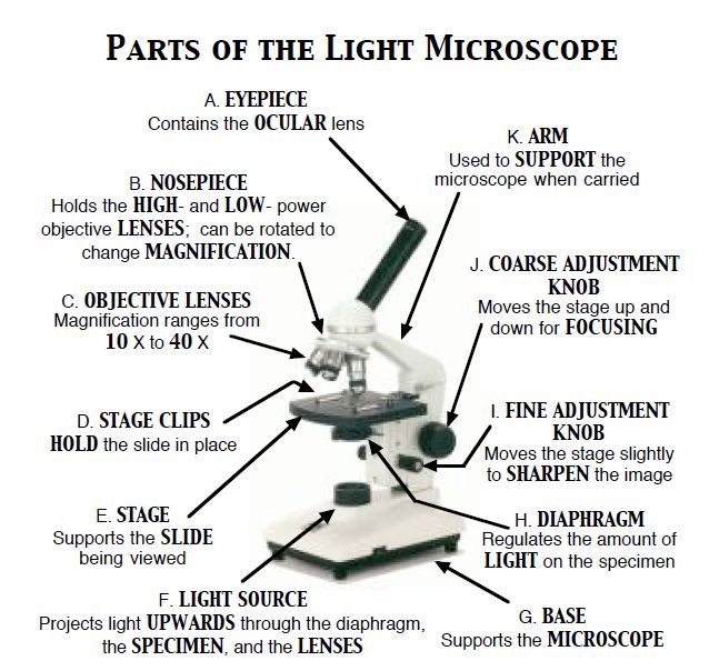 The Microscope Ms. J.Kim's Science Classes